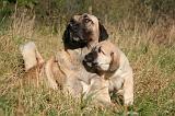 KANGAL 105